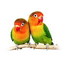1301385665searchby_bird_40