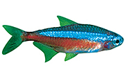 1302697915CardinalTetra