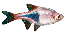 1302697926HarlequinRasbora