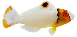 13034858461302520595ParrotFish