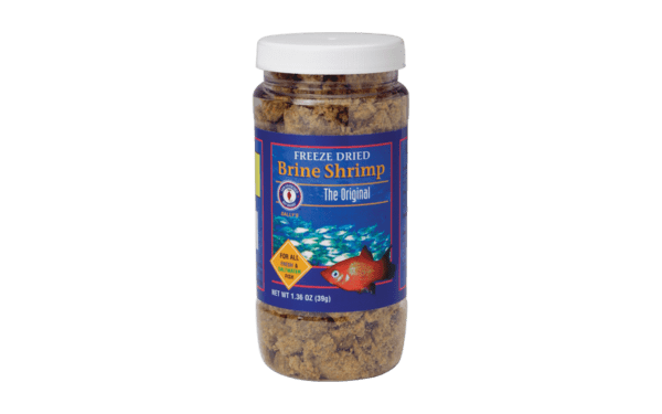 Brine Shrimp - Image 3