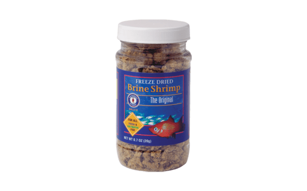 Brine Shrimp - Image 2