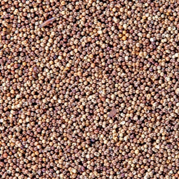 Brine Shrimp Eggs - Image 4