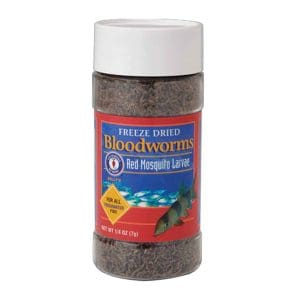 Bloodworms