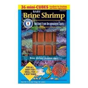 Baby Brine Shrimp