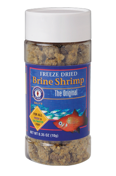 Brine Shrimp