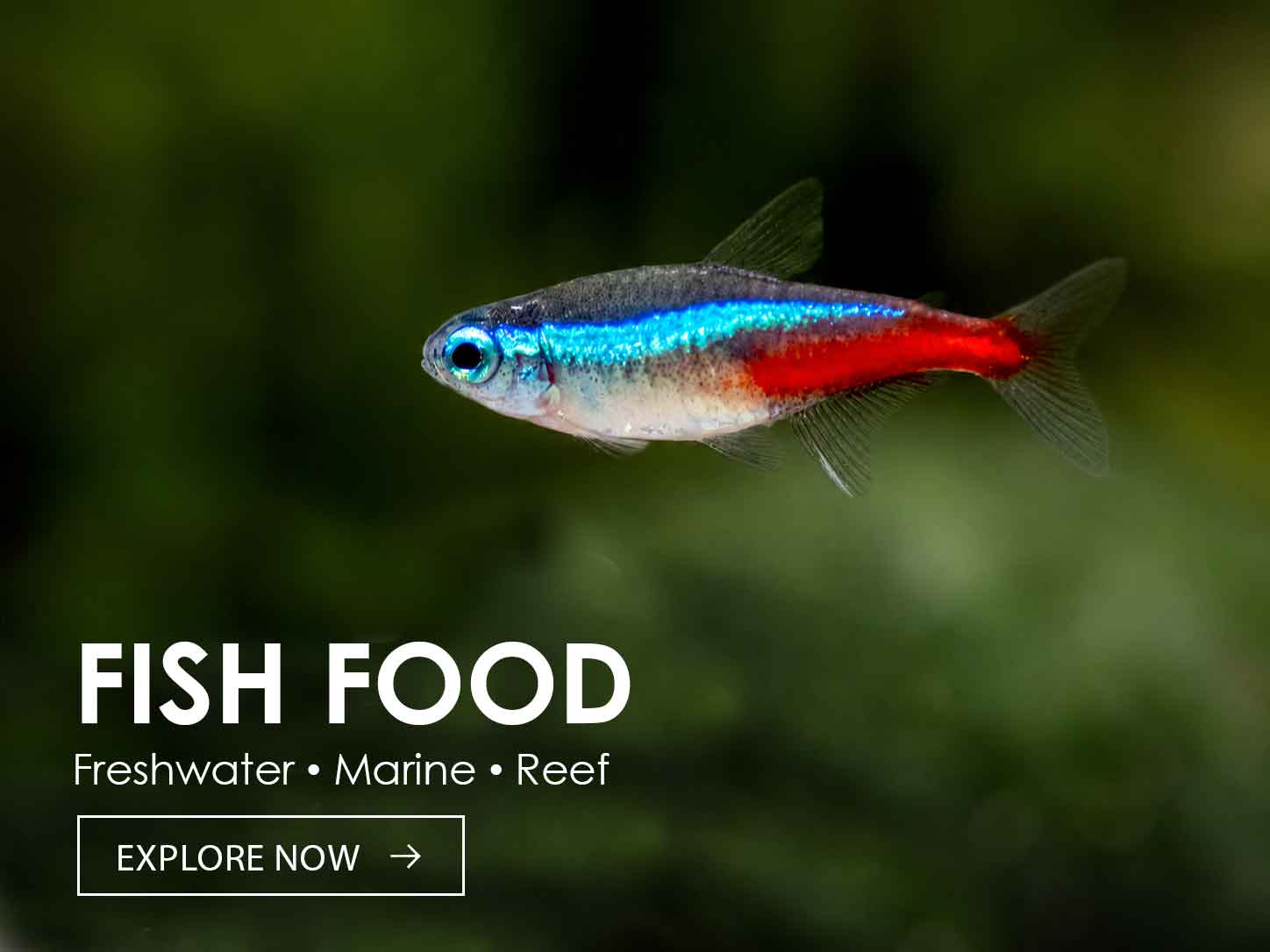 fish-food-main-bannerN