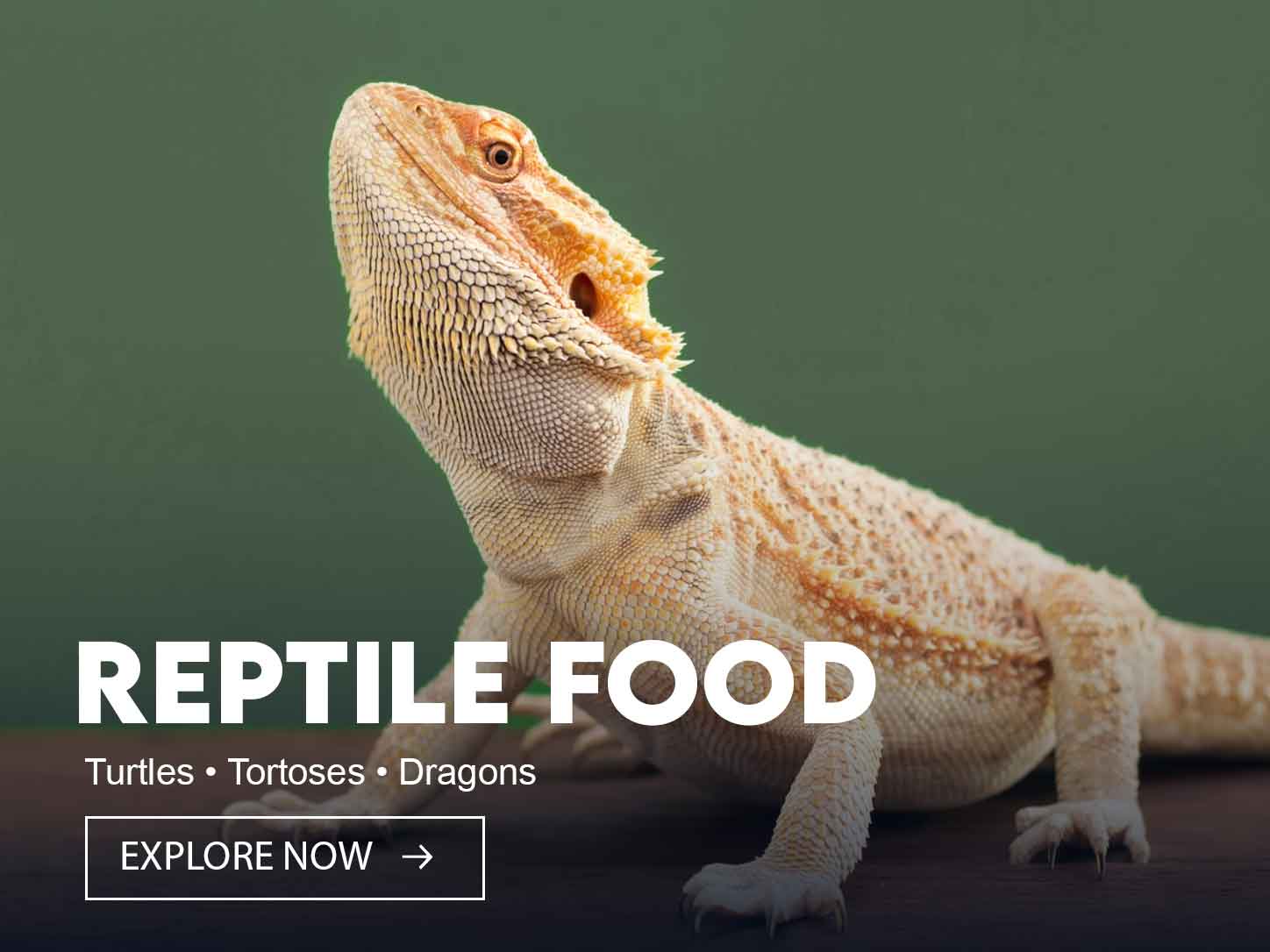reptile food reptile food